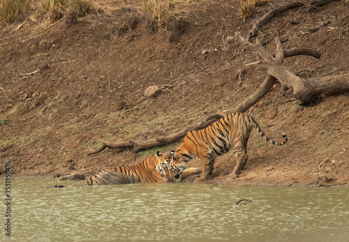 Tigers near a water hole of Tadoba Andhari Tiger Reserve  India