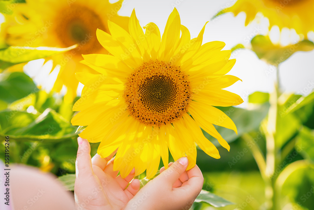 Fototapeta premium Sunflower in hands of little child in the garden in summer.