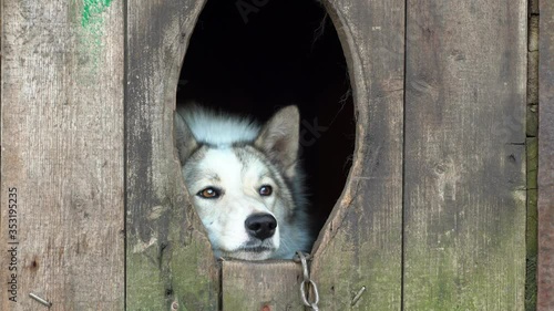 husky dog in a wooden doghouse on a chain. sad dog. animal abuse