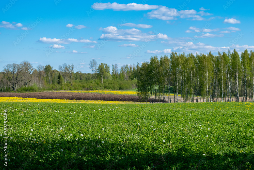 Obraz premium Spring scenery with fields and birch trees
