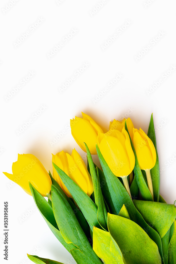 From above top view shoot of fresh yellow tulips lying in bunch on bright white background From above top view shoot of fresh yellow tulips lying in bunch on bright white background