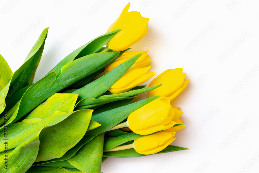 From above top view shoot of fresh yellow tulips lying in bunch on bright white background From above top view shoot of fresh yellow tulips lying in bunch on bright white background