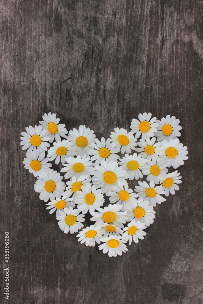 Obraz premium Heart made of white daisies on rustic wooden background. Top view of heart shape chamomile flowers