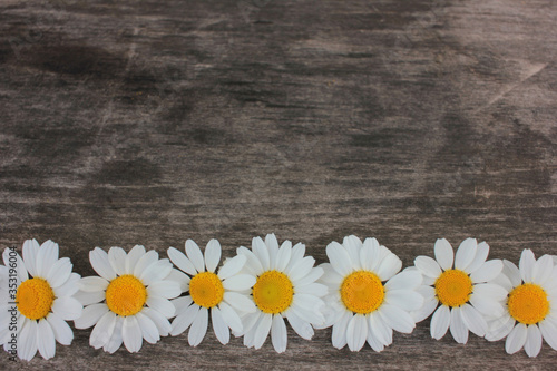 Border from white daisies on rustic wooden background with copy space. Top view of chamomile flowers frame 