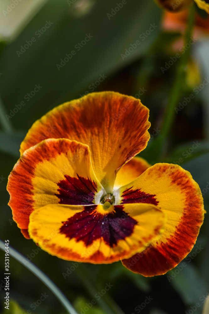 yellow orange variegated pansy flower close up yellow orange variegated pansy flower close up