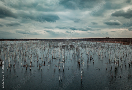 Flooded birch forest. Swamps under the autumn sky.