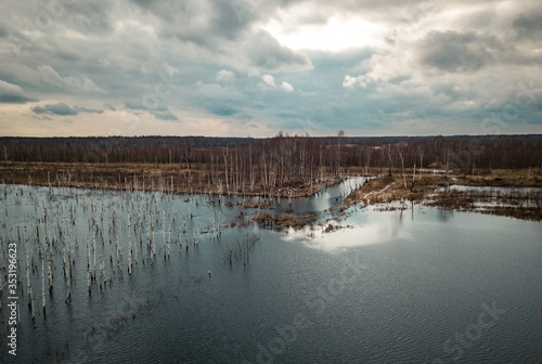 Flooded birch forest. Swamps under the autumn sky.