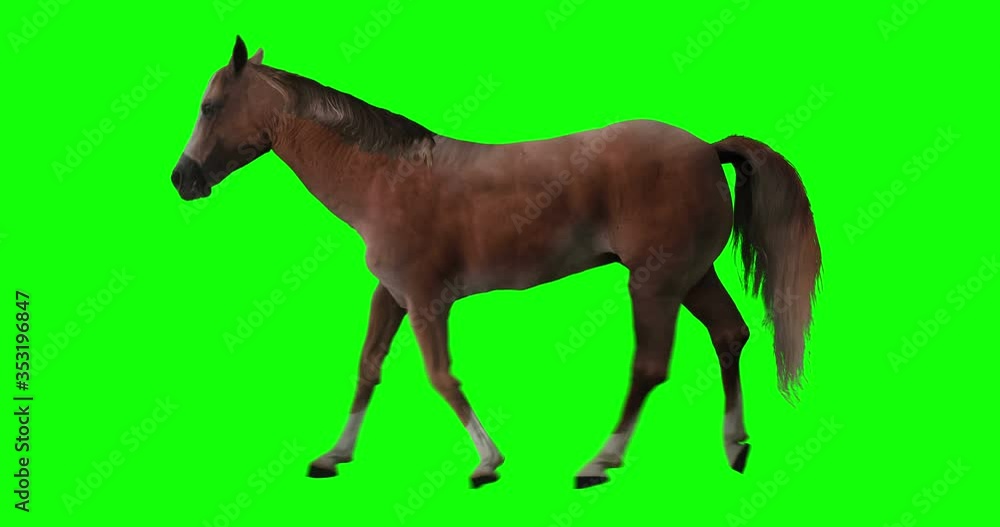 Red horse run trotting. Isolated brown stallion jogging. Chestnut mustang is running slowly. Cyclical looping animation on green screen. Red horse run trotting. Isolated brown stallion jogging. Chestnut mustang is running slowly. Cyclical looping animation on green screen.