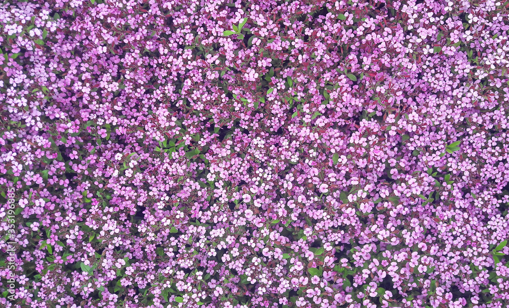 a wall of purple flowers a wall of purple flowers