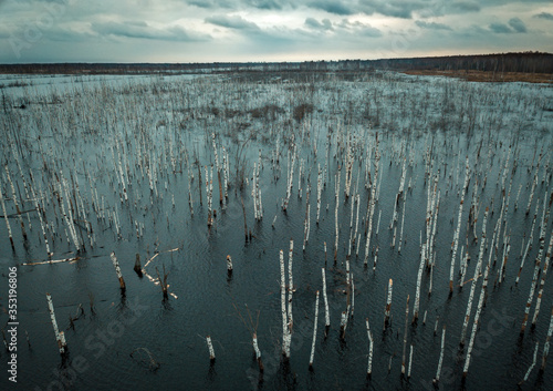 Flooded birch forest. Swamps under the autumn sky.