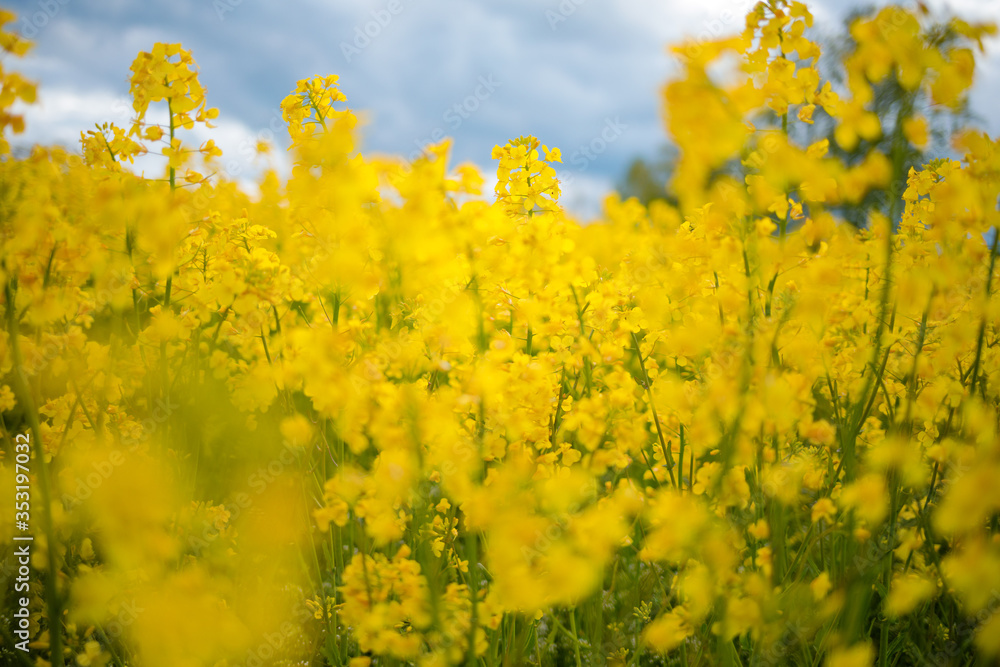 Obraz premium Flowering canola field