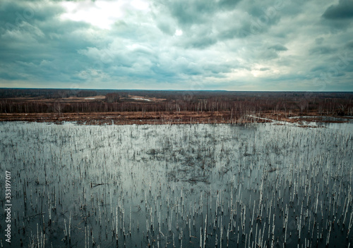 Flooded birch forest. Swamps under the autumn sky.