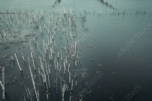 Flooded birch forest. Swamps under the autumn sky.
