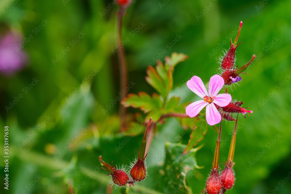 Herb Robert, Geranium robertianum, a common species of Cranesbill, a pretty pink wild flower Herb Robert, Geranium robertianum, a common species of Cranesbill, a pretty pink wild flower