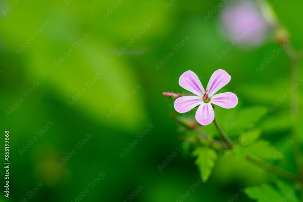 Herb Robert, Geranium robertianum, a common species of Cranesbill, a pretty pink wild flower Herb Robert, Geranium robertianum, a common species of Cranesbill, a pretty pink wild flower