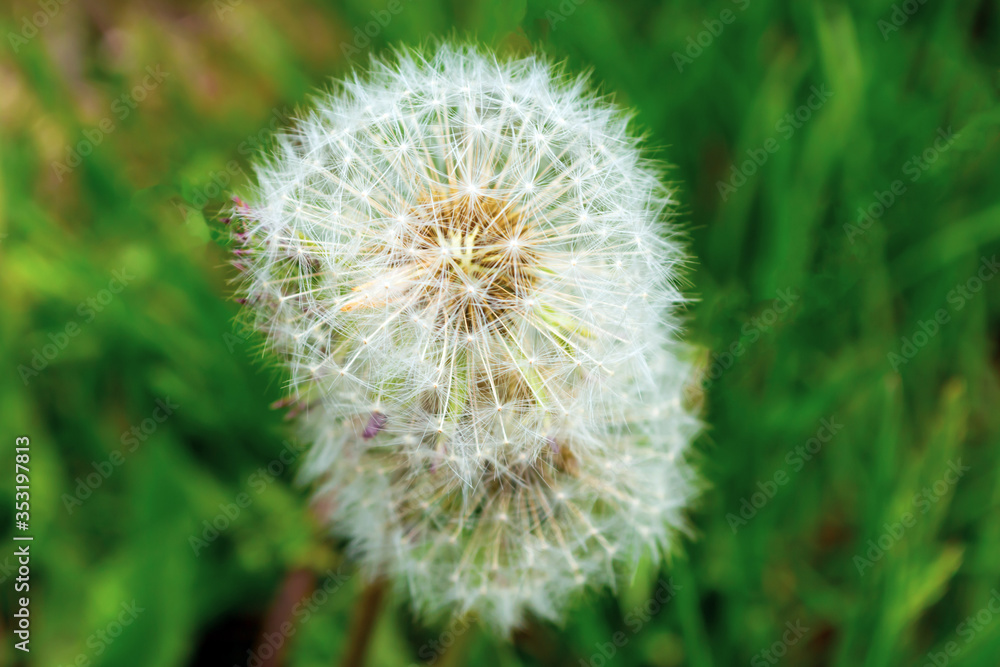 Dandelion flower against the background of green grass Dandelion flower against the background of green grass