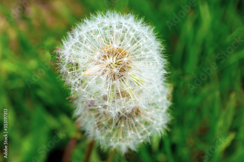 Dandelion flower against the background of green grass