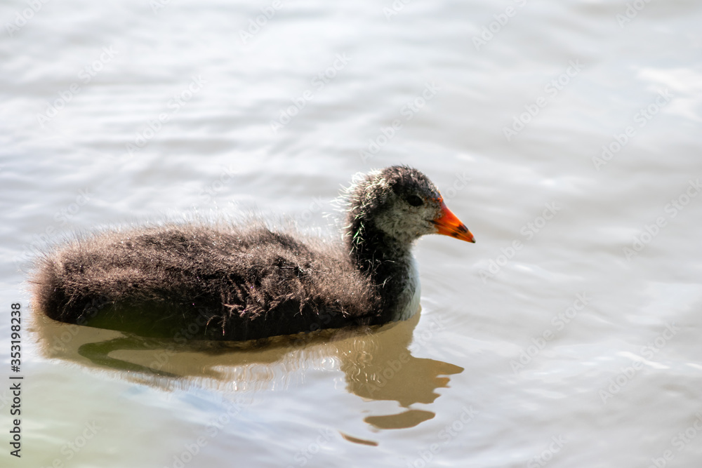 Black bald-coot young biddy from beak to beak feeding with fluffy plumage and a red beak swimming on lake or creek in spring showing parental care of water birds isolated close-up with copy space Black bald-coot young biddy from beak to beak feeding with fluffy plumage and a red beak swimming on lake or creek in spring showing parental care of water birds isolated close-up with copy space