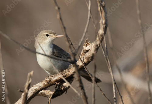 Upchers Warbler perched on dry twig at Buri farm, Bahrain photo