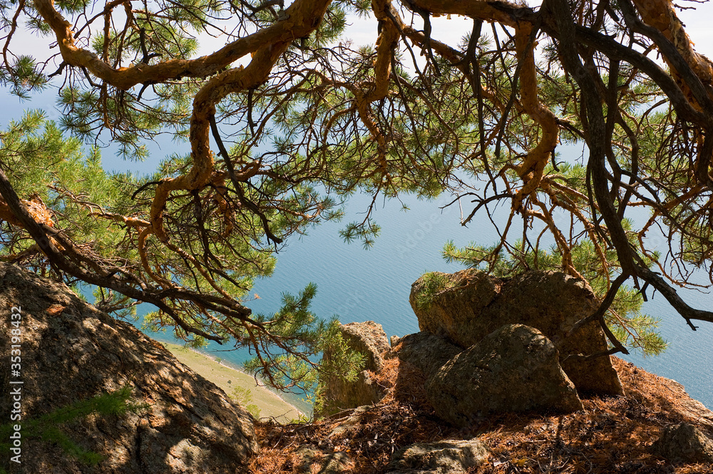 Under a pine tree on the high Bank of lake Baikal.