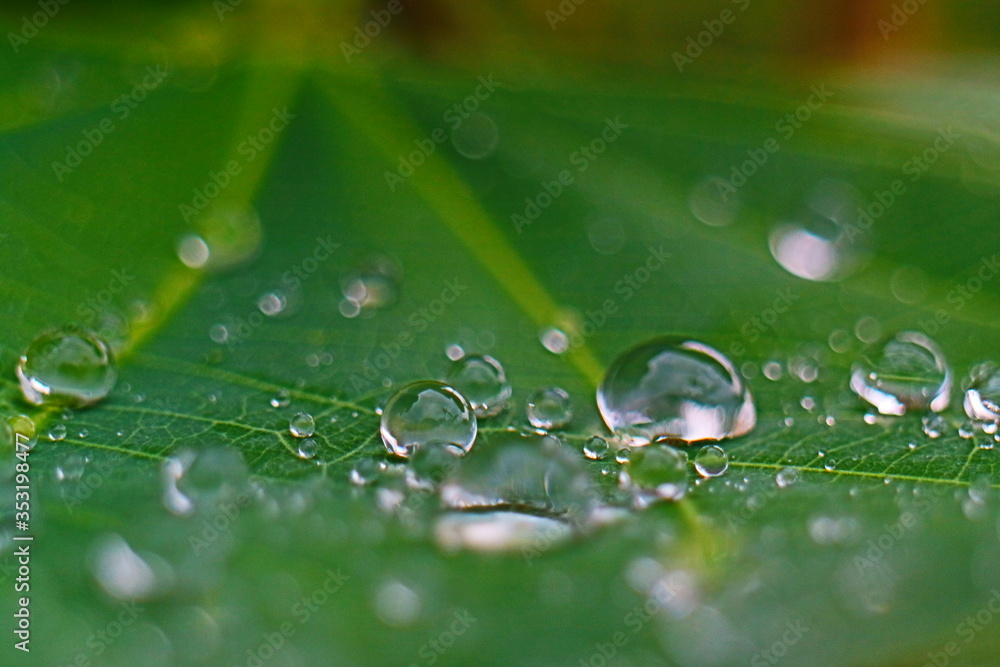 Closeup of raindrop on fresh green leaves after rain. Closeup of raindrop on fresh green leaves after rain.