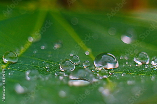 Closeup of raindrop on fresh green leaves after rain.