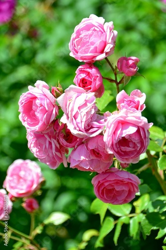 Branch with pink roses in the sun