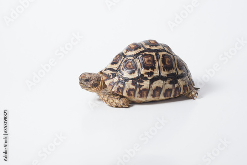 African leopard tortoise or Stigmochelys pardalis tortoise, isolated on white background