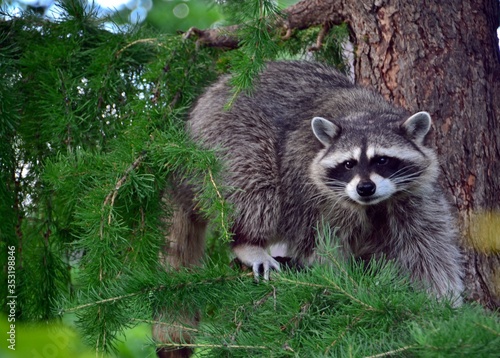 Raccoon on a coniferous tree © Дина Попова