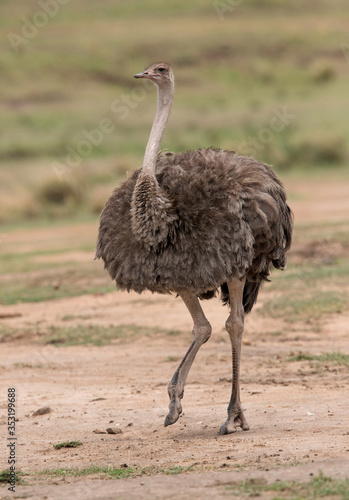 A female Ostrich in the Masai Mara grassland, Kenya