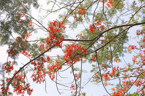 Red flamboyant or Royal poinciana or Delonix regia flower, low angle view shot of the tree photo