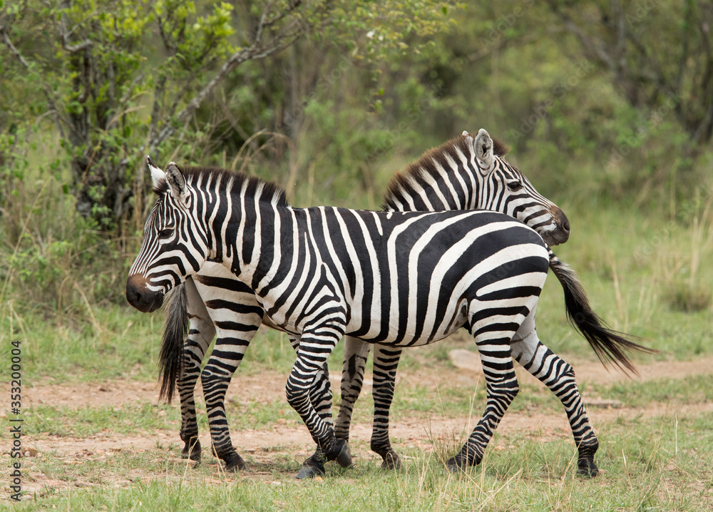 A pair of Zebras in the Savannah grassland, Masai Mara A pair of Zebras in the Savannah grassland, Masai Mara