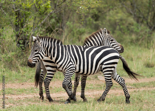 Fototapeta Naklejka Na Ścianę i Meble -  A pair of Zebras in the Savannah grassland, Masai Mara