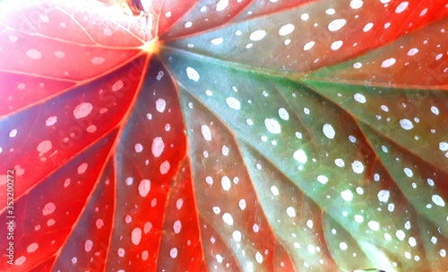 tropical bright plant photo background