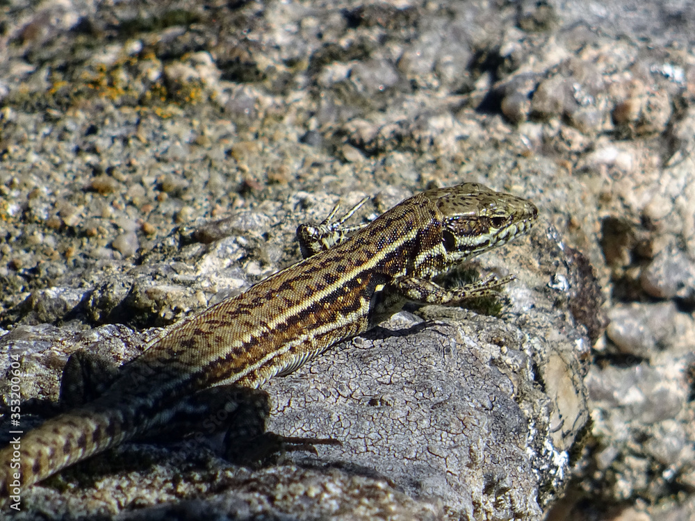 Lézard Lézard