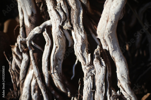 twisted tree roots on the surface close up