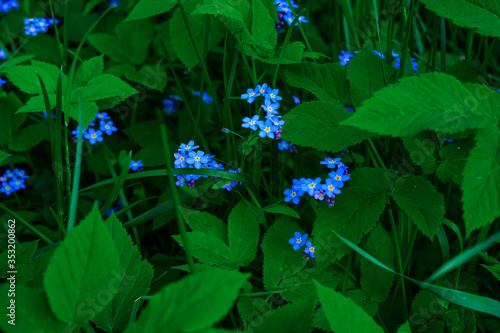 Blue forget-me-not flowers in green grass photo