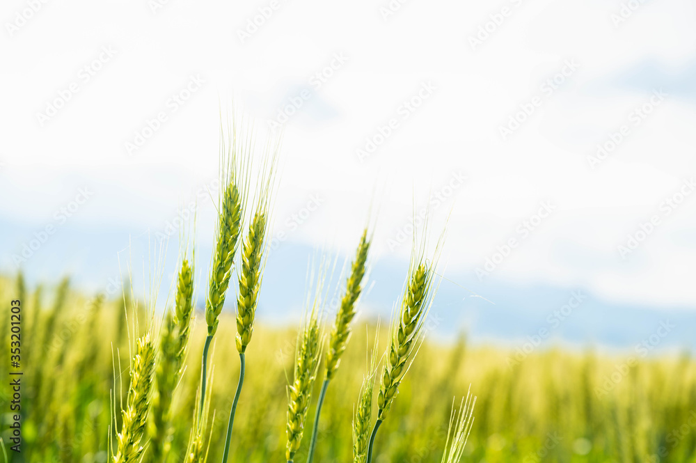 Obraz premium 小麦畑