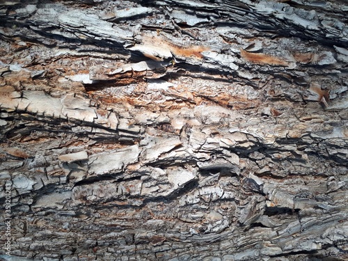 tree bark photo texture background