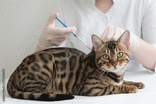 The veterinarian gives an injection to the cat. A big fat Bengal cat is sitting on the table in front of the doctor. Vaccination, coronovirus, diagnosis and treatment. © dewessa