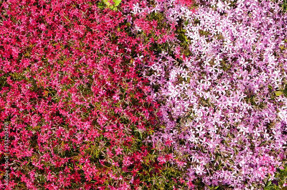 lots of small pink and lilac flowers on a bright Sunny day, top view, horizontal image, close-up
