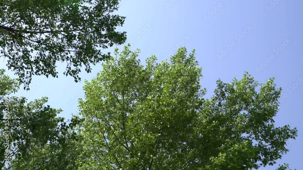 4K. The natural background. A strong wind blows on trees with green leaves. Spring weather. The natural beauty of the earth. 4K. The natural background. A strong wind blows on trees with green leaves. Spring weather. The natural beauty of the earth.