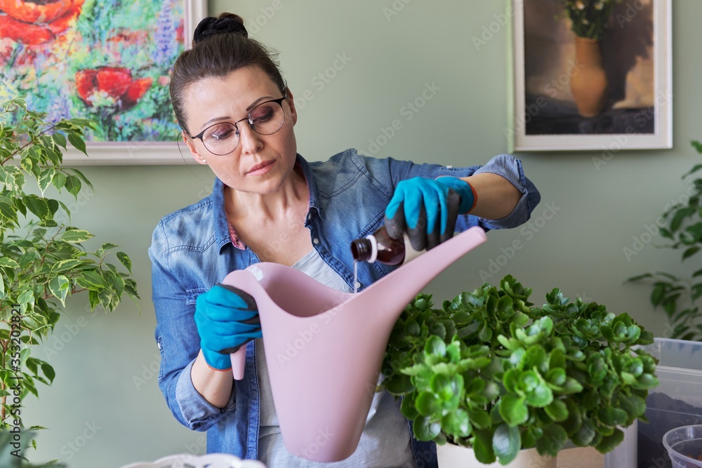 Woman pours liquid mineral fertilizer, in watering can with water Woman pours liquid mineral fertilizer, in watering can with water
