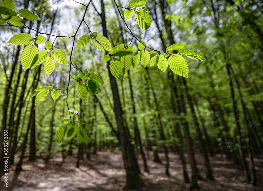 green leaves in the forest green leaves in the forest