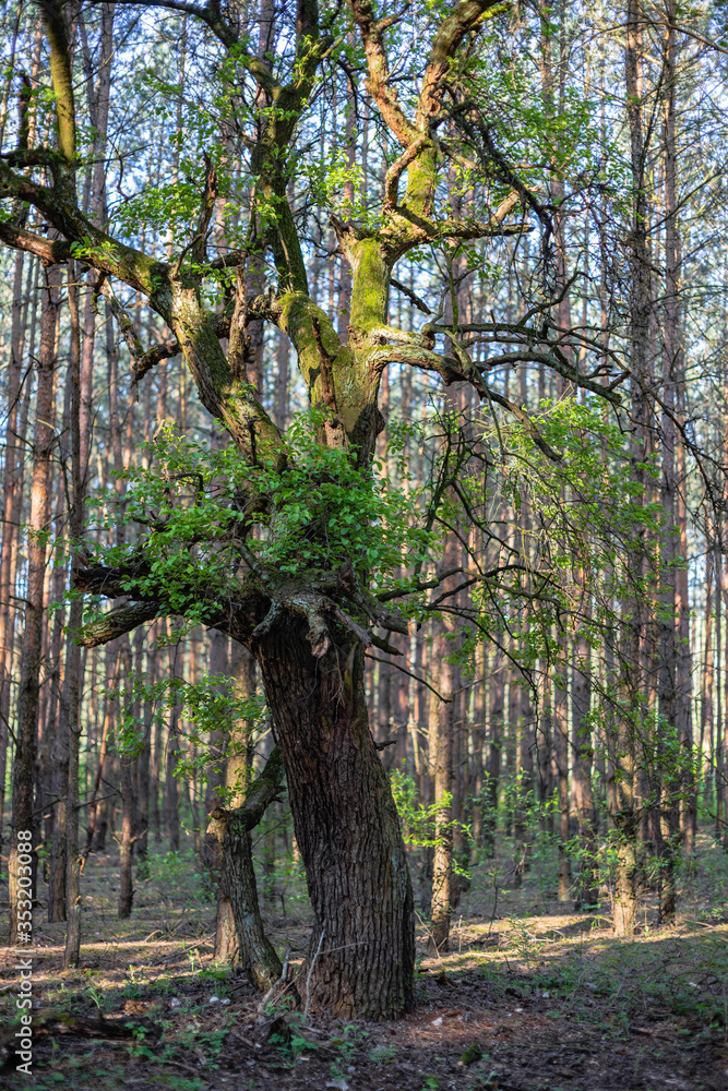 Obraz premium trees in the woods