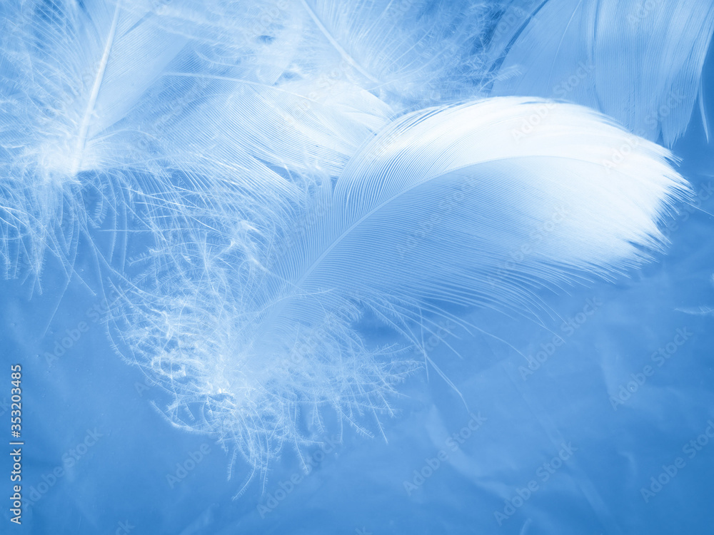 Beautiful abstract colorful white and blue feathers on white background and soft white feather texture on blue pattern and blue background, feather background, blue banners Beautiful abstract colorful white and blue feathers on white background and soft white feather texture on blue pattern and blue background, feather background, blue banners