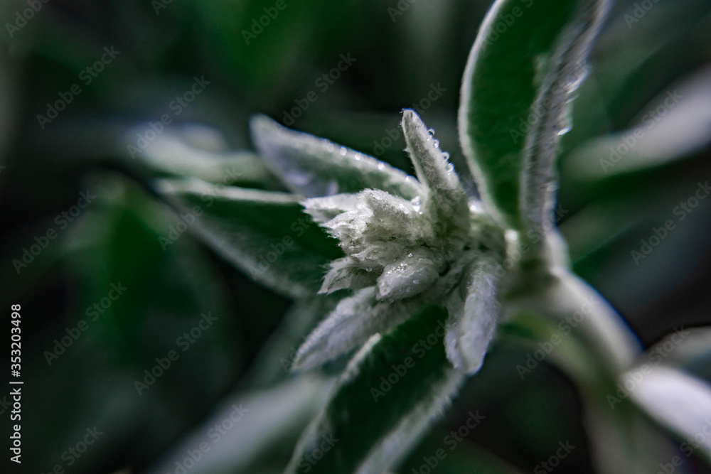 close up of a flower after rain close up of a flower after rain