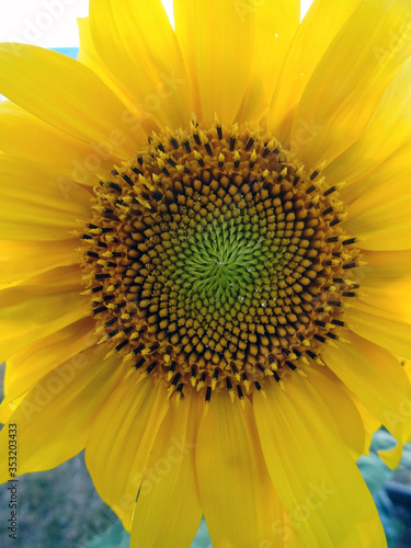 Cœur de tournesol