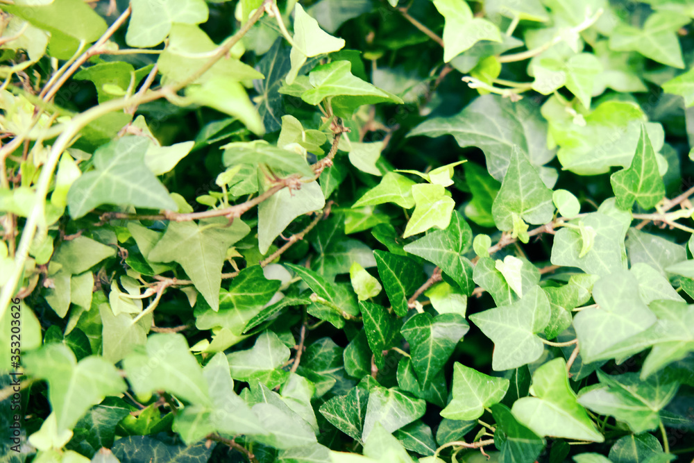 Hedera, commonly called ivy (plural ivies), is a genus of 12–15 species of evergreen climbing or ground-creeping woody plants in the family Araliaceae, native to western, central and southern Europe Hedera, commonly called ivy (plural ivies), is a genus of 12–15 species of evergreen climbing or ground-creeping woody plants in the family Araliaceae, native to western, central and southern Europe