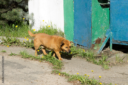 An angry little red and mongrel do with a collar, walks along the ragged street of a poor district of the city to his home. photo